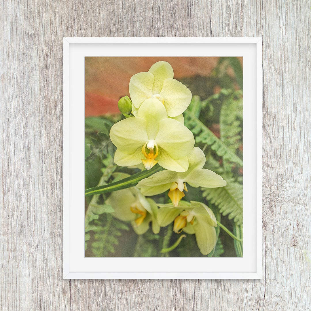Yellow Moth Orchid - #14 Vertical