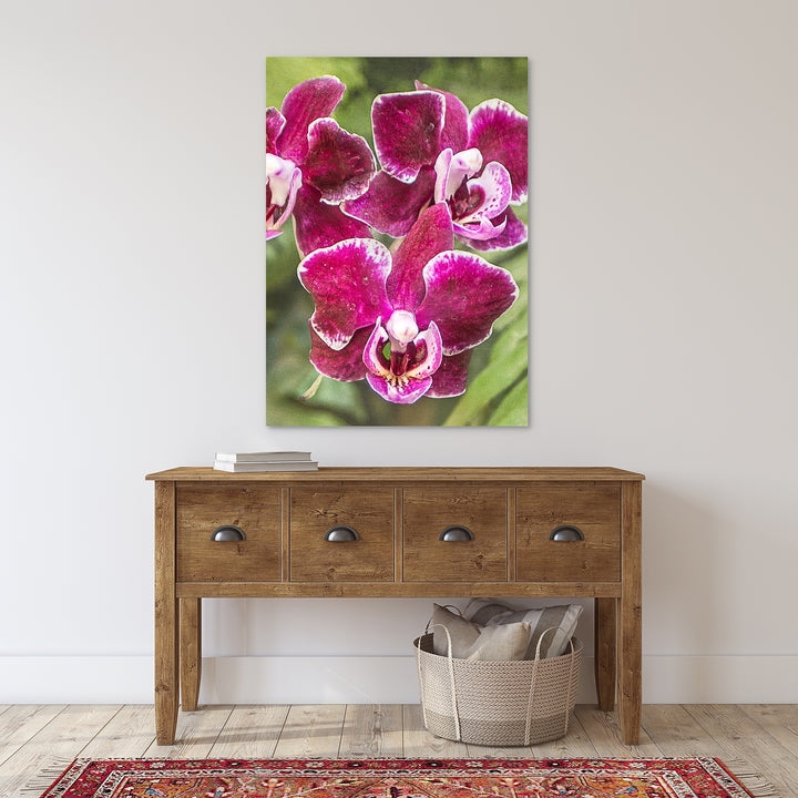 Burgundy Moth Orchid - #15 Vertical