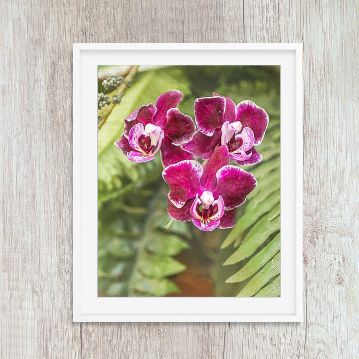 Burgundy Moth Orchid - #15 Vertical