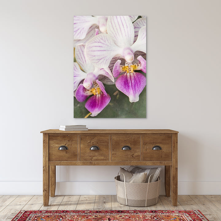 White & Purple Moth Orchid - #17 Vertical