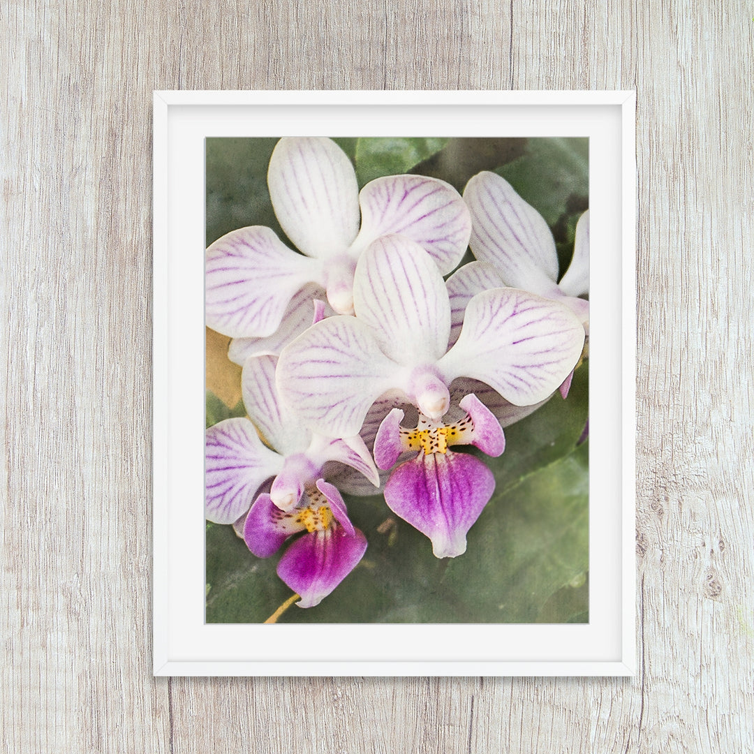 White & Purple Moth Orchid - #17 Vertical
