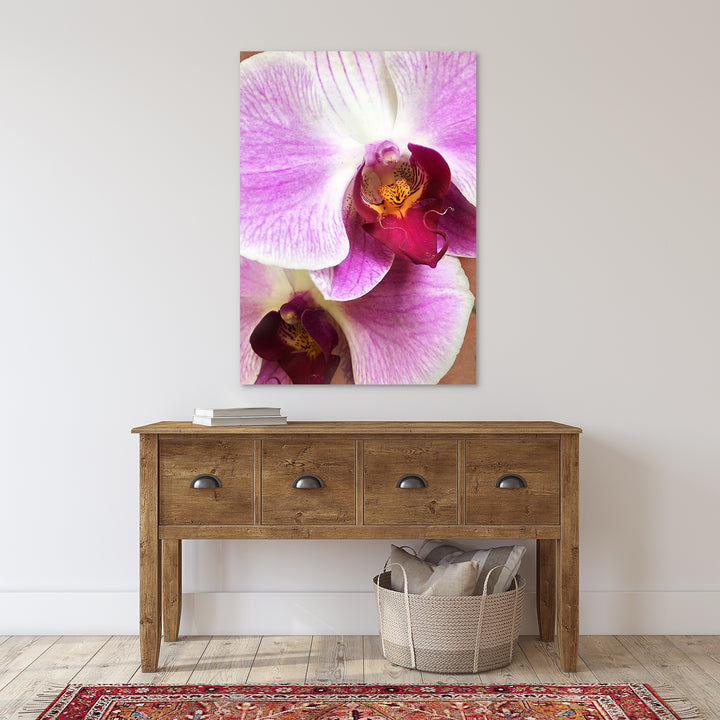Deep Pink Moth Orchid - #18 Vertical