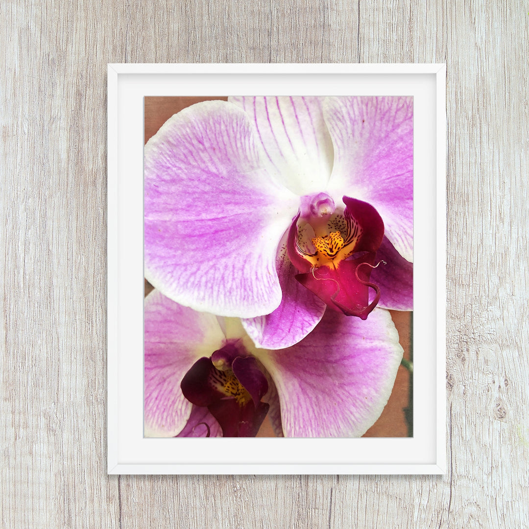 Deep Pink Moth Orchid - #18 Vertical