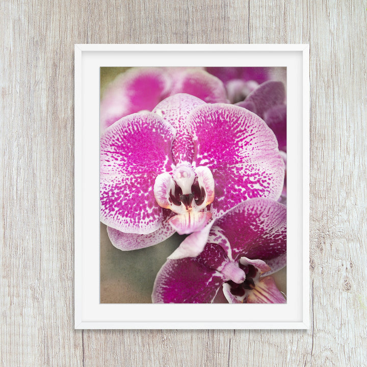 Pink Moth Orchid - #1 Vertical