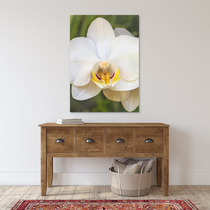 Pink & Yellow Moth Orchid - #20 Vertical