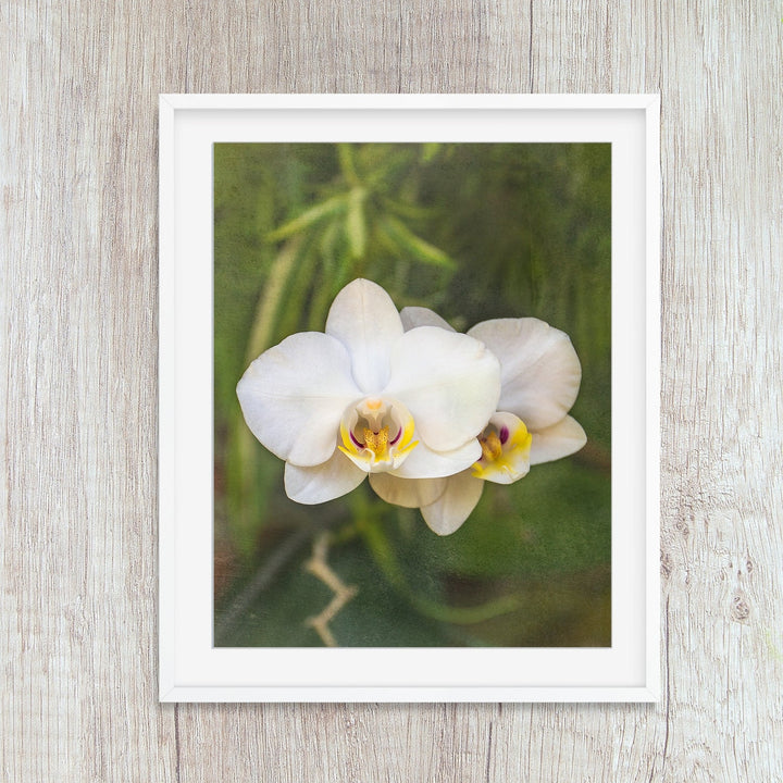 Pink & Yellow Moth Orchid - #20 Vertical