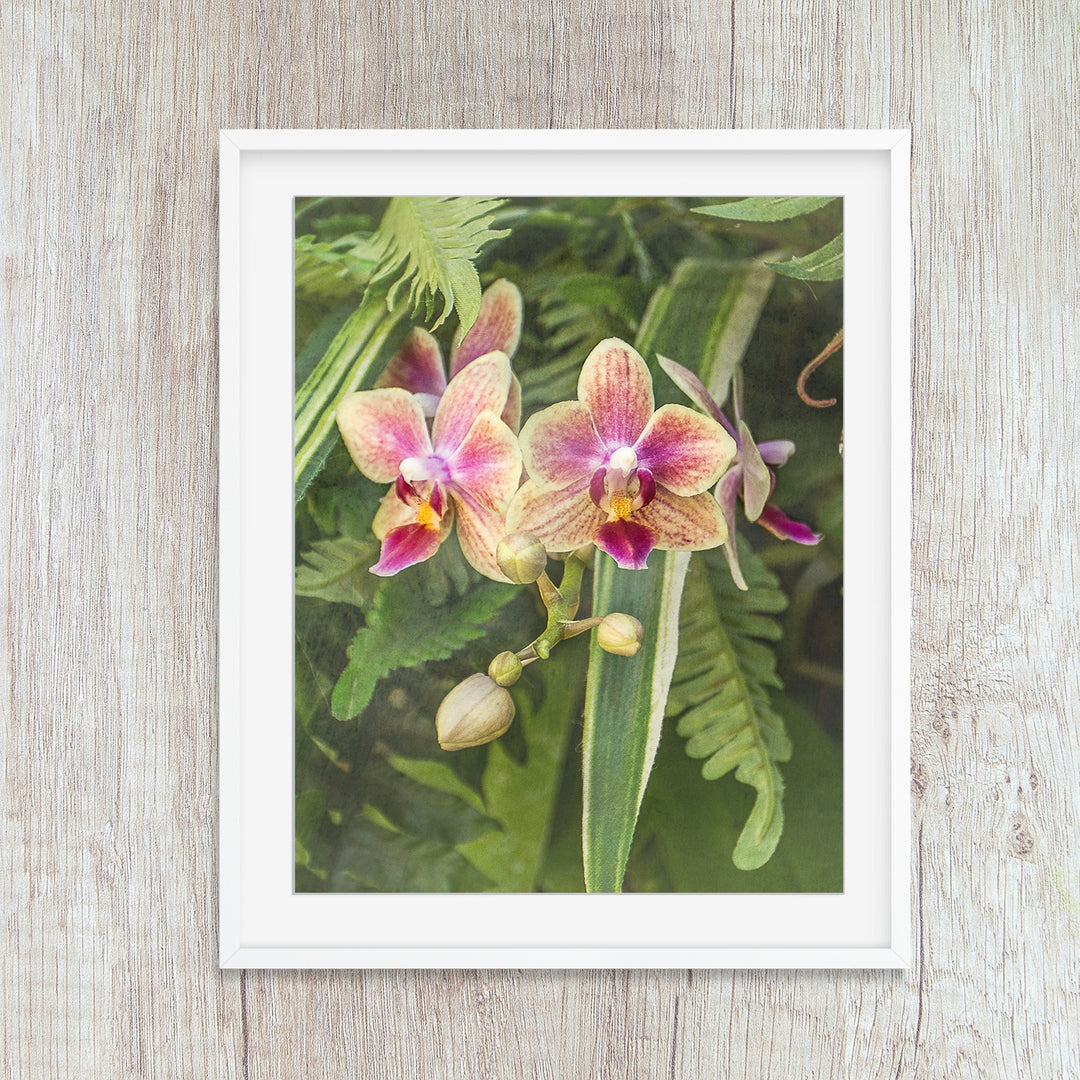 Pink & Yellow Moth Orchid - #21 Vertical