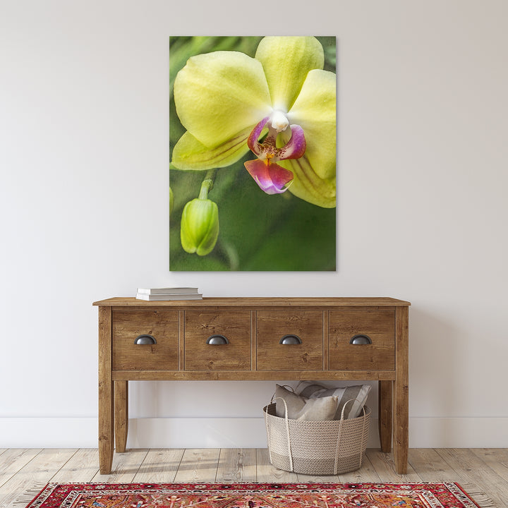 Yellow & Pink Moth Orchid - #22 Vertical