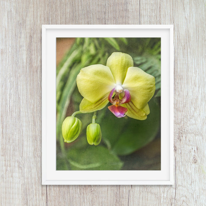 Yellow & Pink Moth Orchid - #22 Vertical