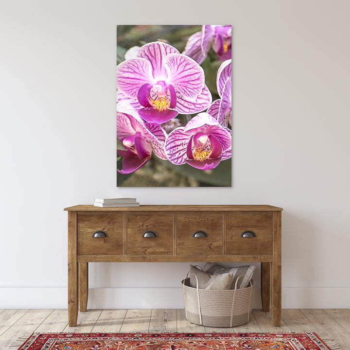 Pink Striped Moth Orchid - #23 Vertical
