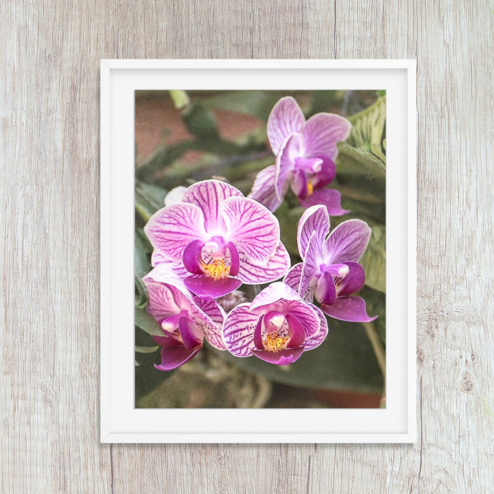 Pink Striped Moth Orchid - #23 Vertical