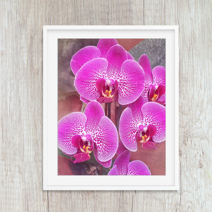 Bright Pink Moth Orchid - #3 Vertical