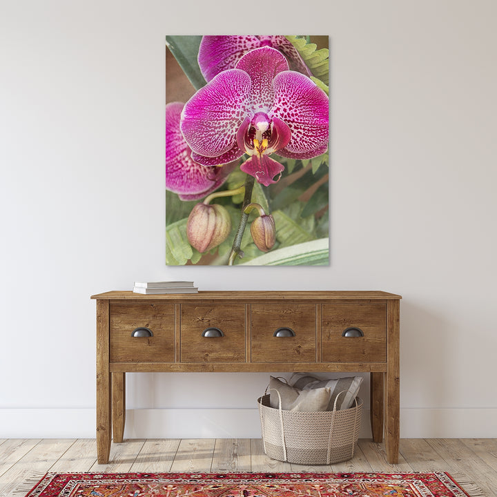 Deep Pink Moth Orchid - #4 Vertical