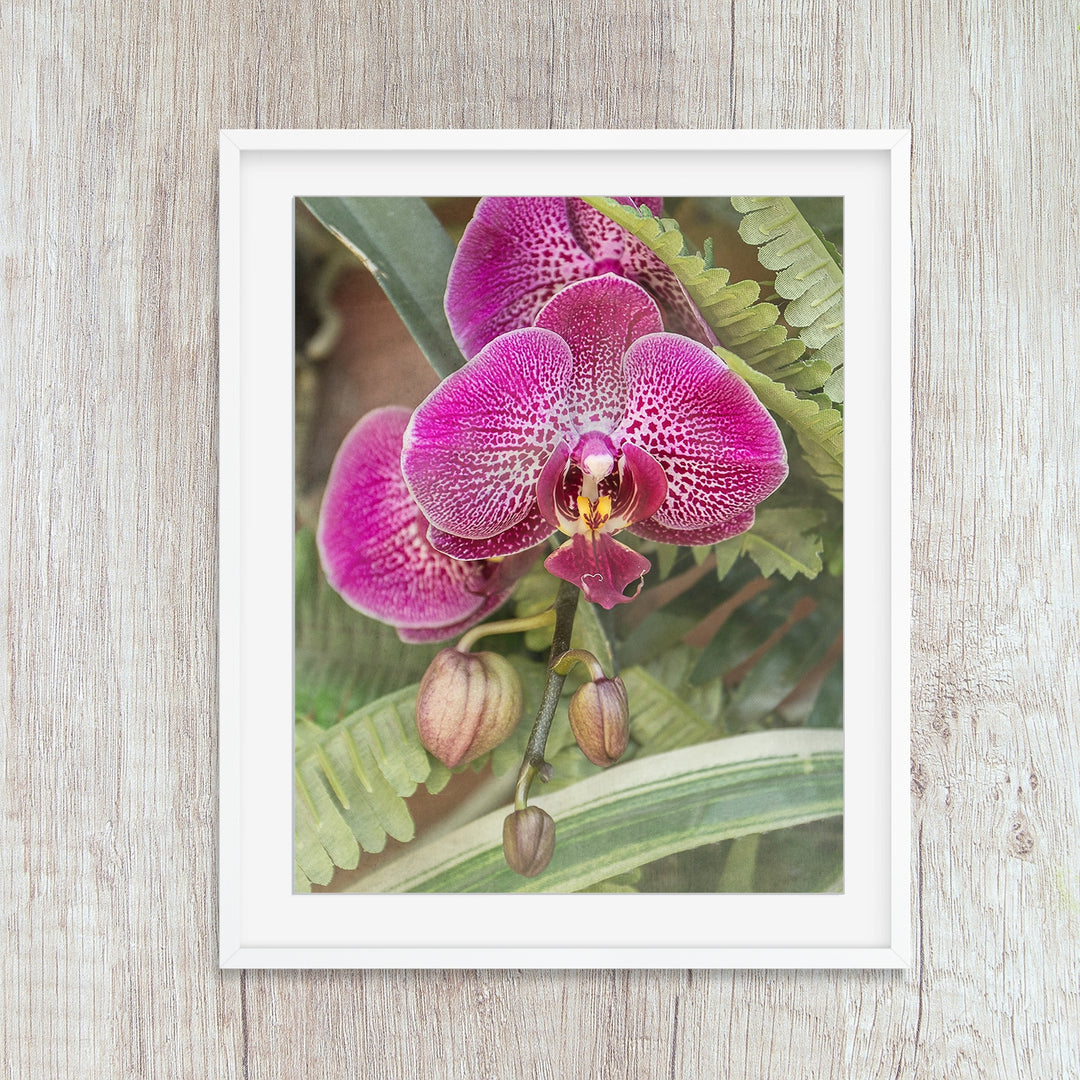 Deep Pink Moth Orchid - #4 Vertical