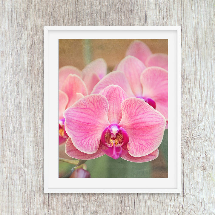 Bright Pink Orchid Moth - #5 Vertical