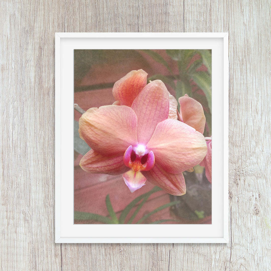 Coral Moth Orchid - #6 Vertical