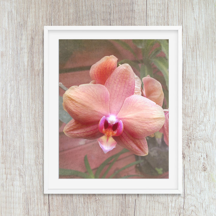 Coral Moth Orchid - #6 Vertical