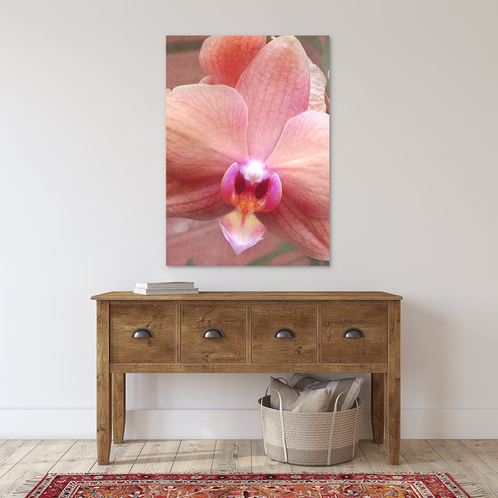 Coral Moth Orchid - #6 Vertical