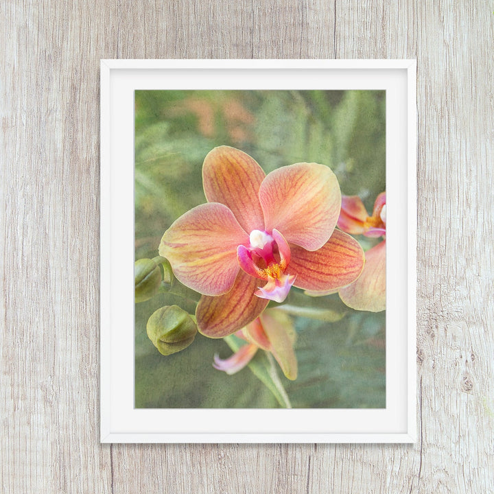 Orange Moth Orchid - #8 Vertical