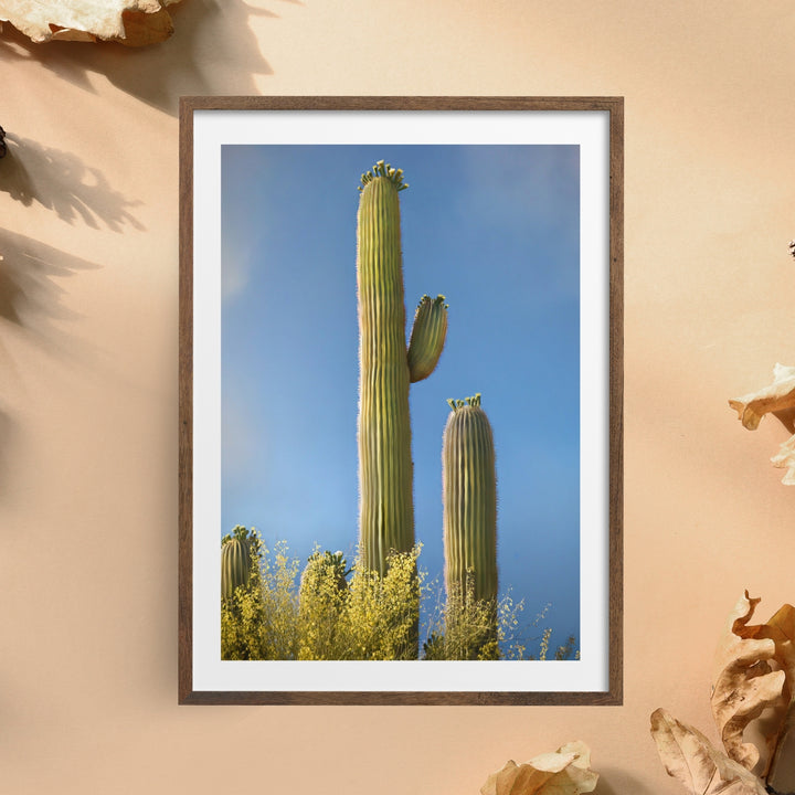 Stately Saguaro