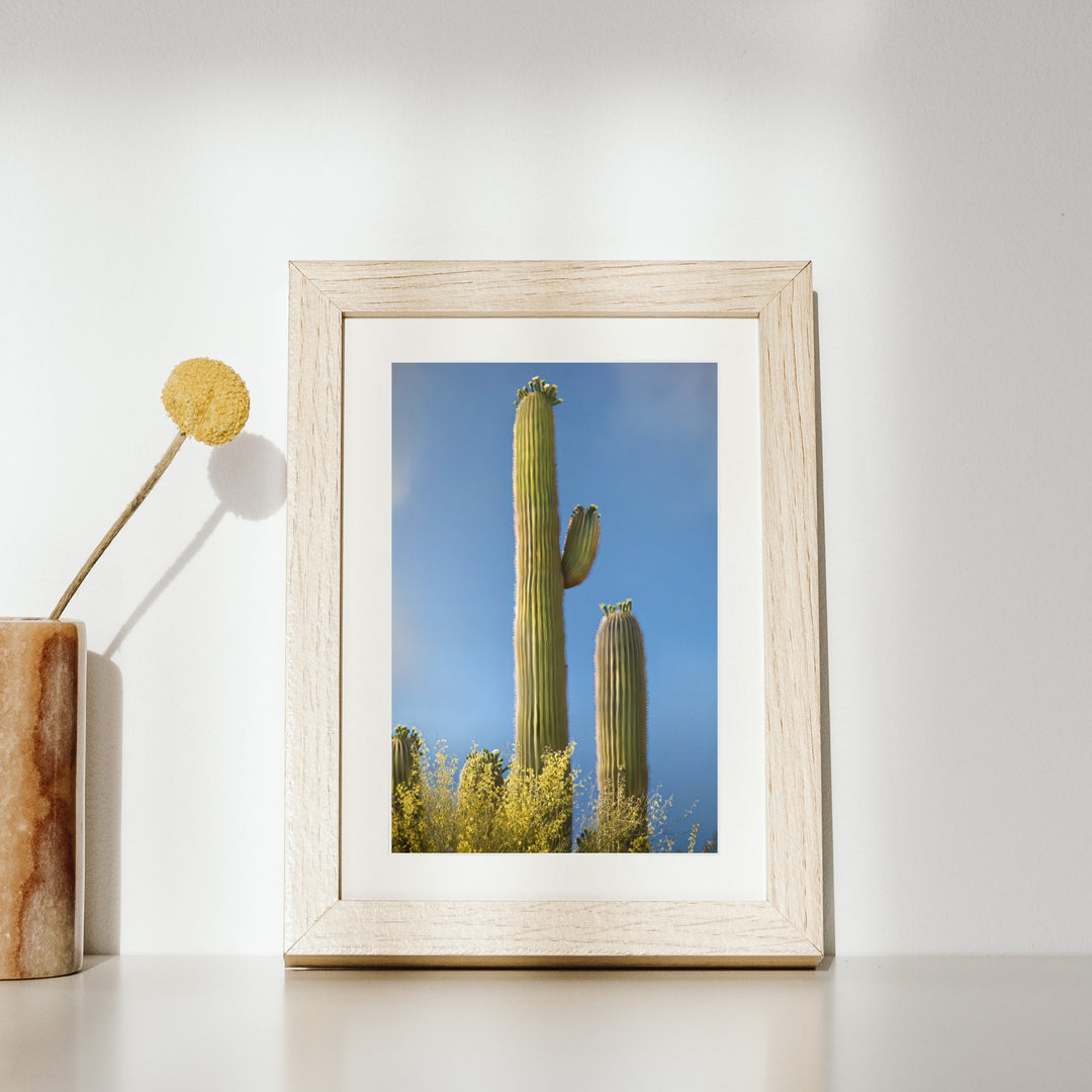Stately Saguaro