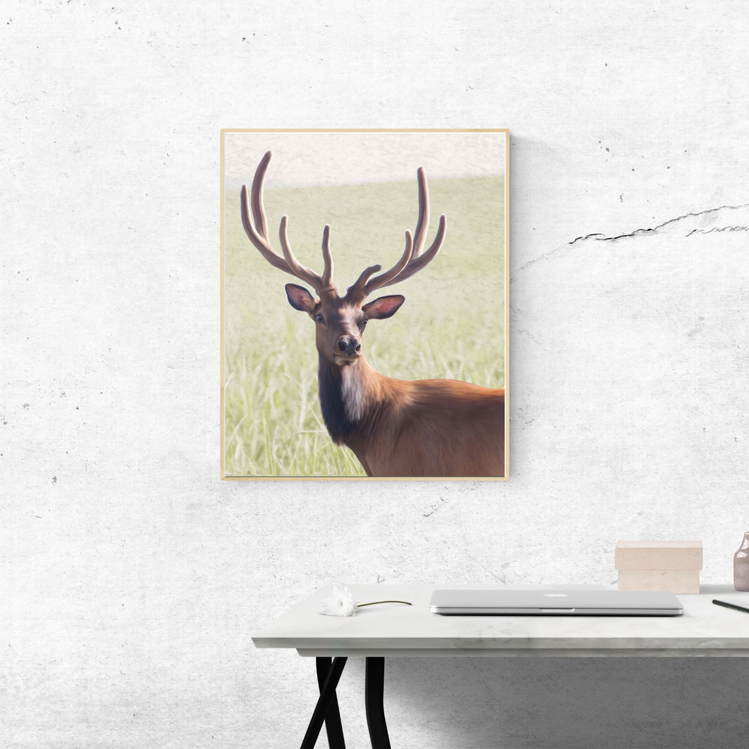 Stately Rocky Mountain Elk
