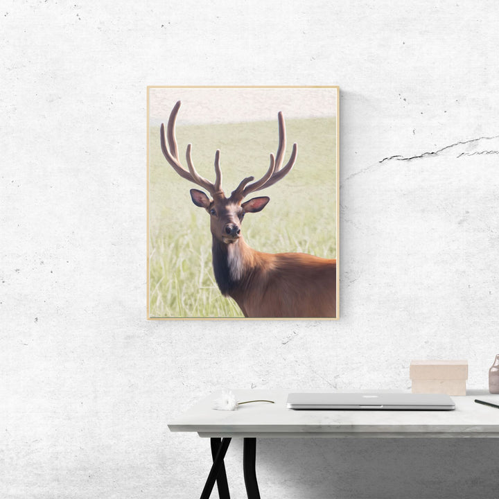 Stately Rocky Mountain Elk