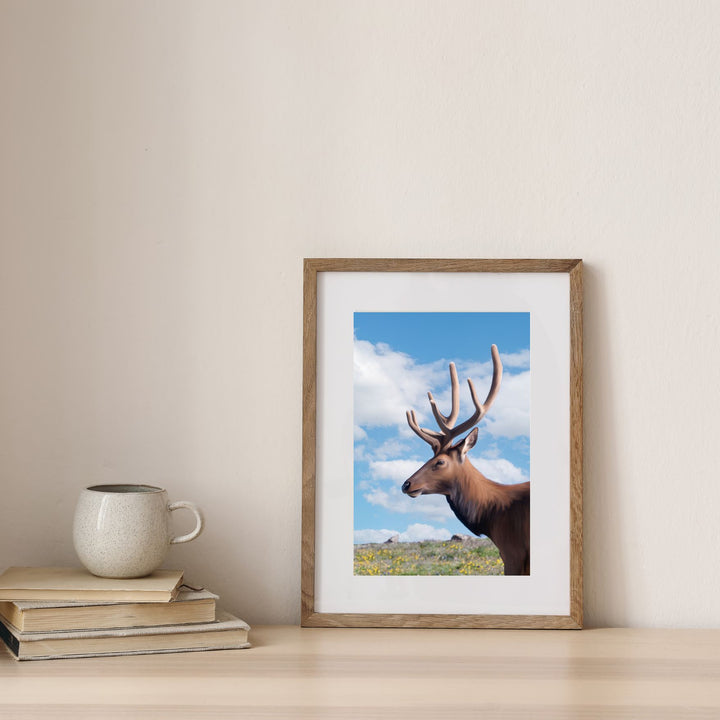 Tundra Elk Stag
