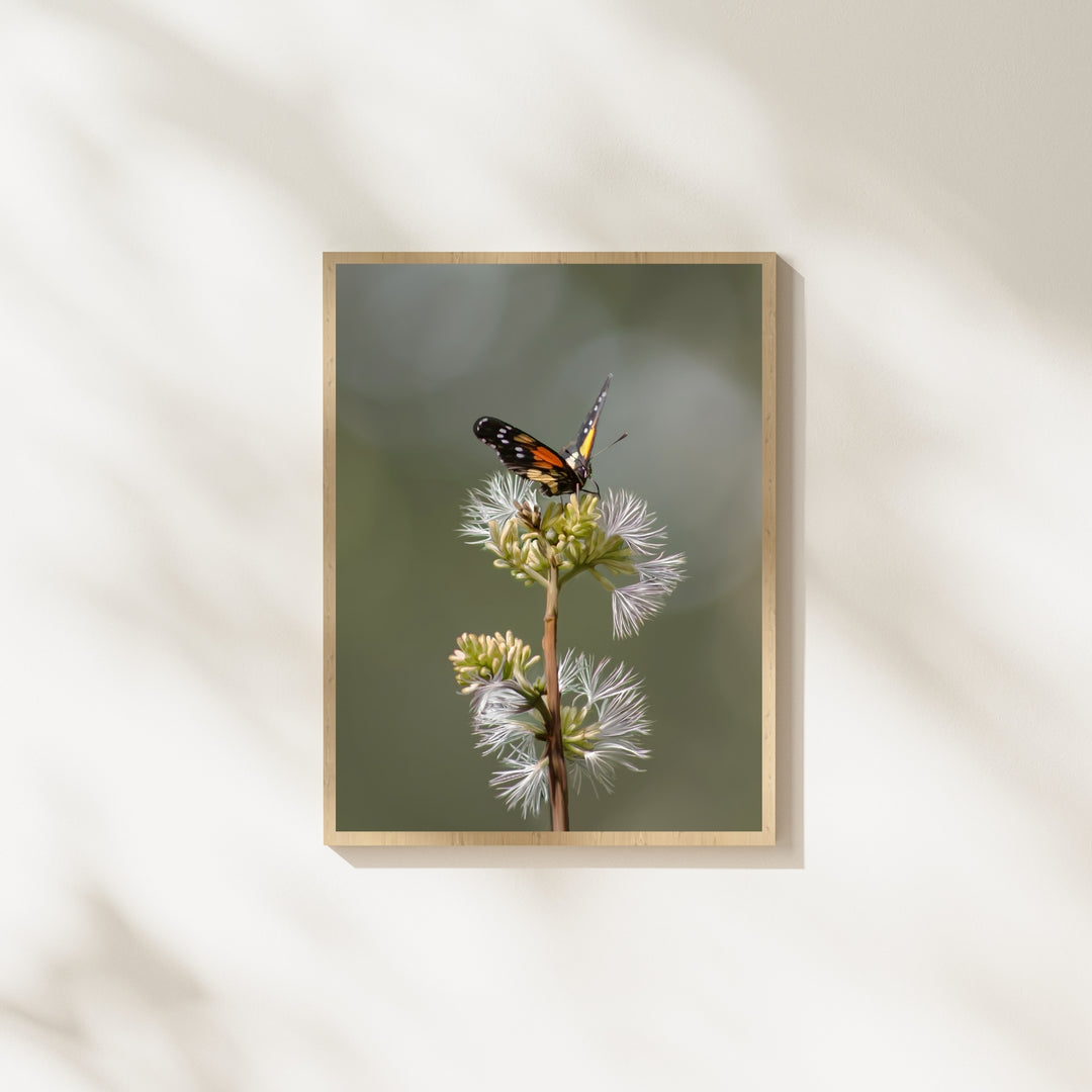 Fluttering Feast