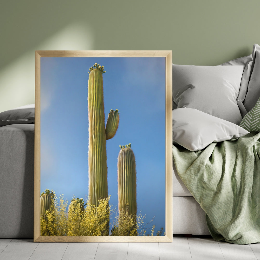 Stately Saguaro