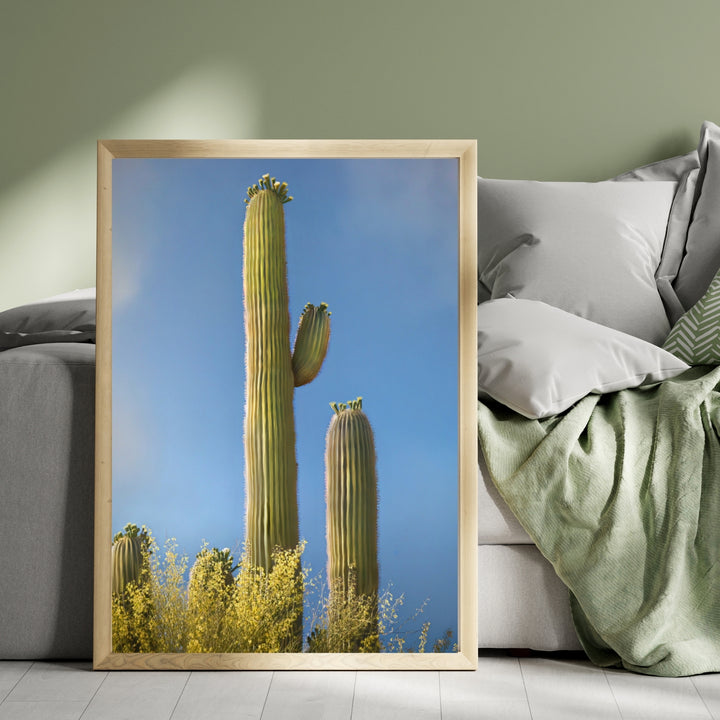 Stately Saguaro
