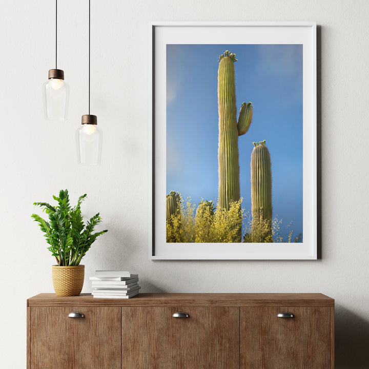 Stately Saguaro
