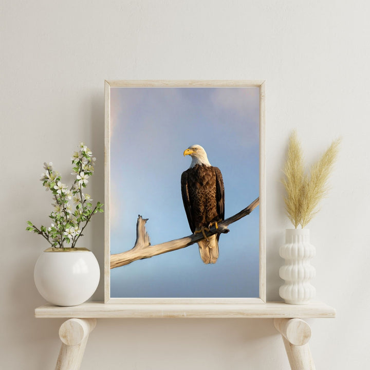 Watchful Gaze
