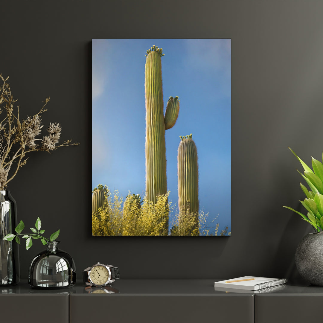 Stately Saguaro