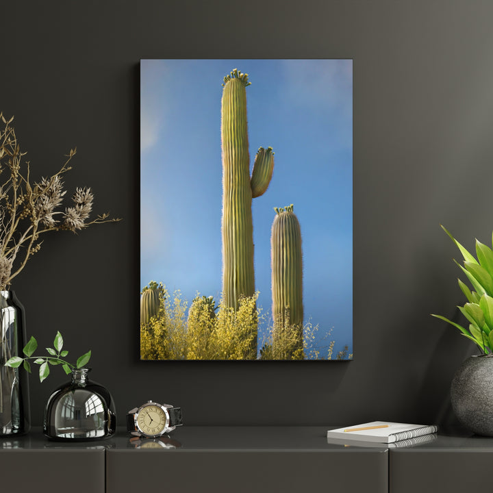 Stately Saguaro