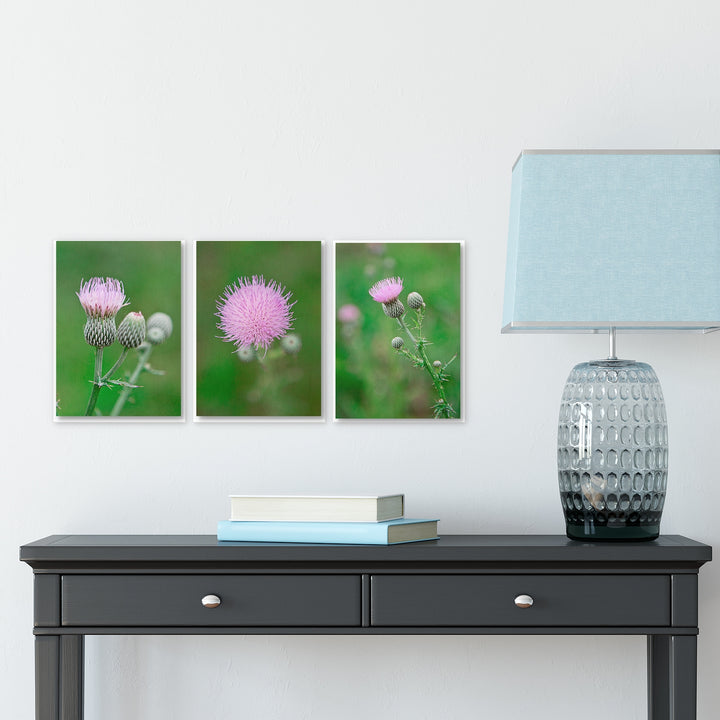 Thistle Collection #4 - Set of 3