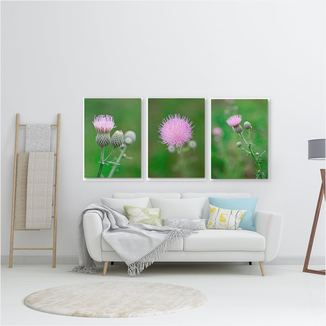 Thistle Collection #4 - Set of 3