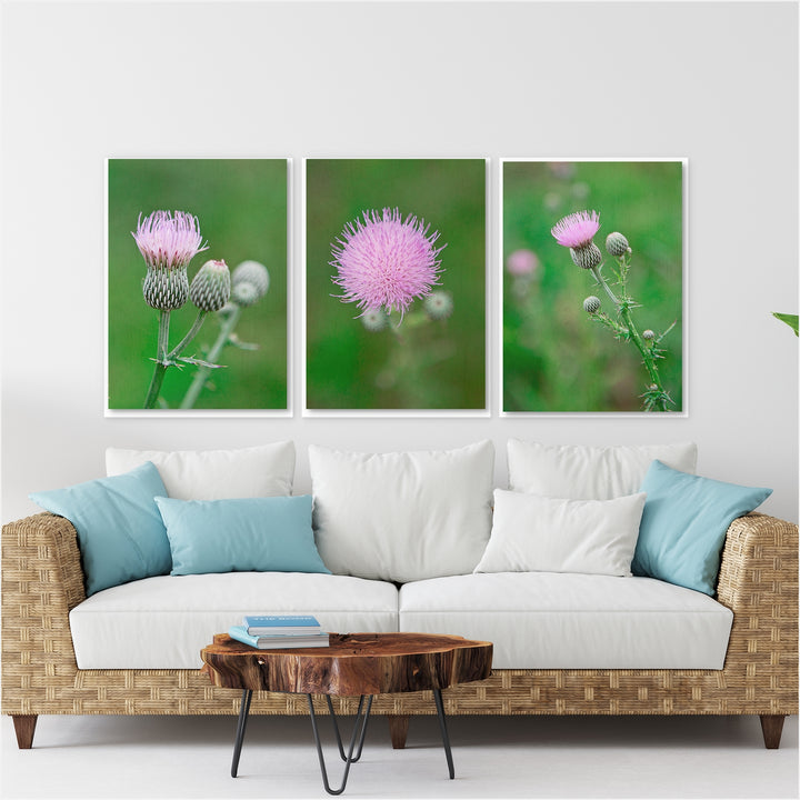 Thistle Collection #4 - Set of 3
