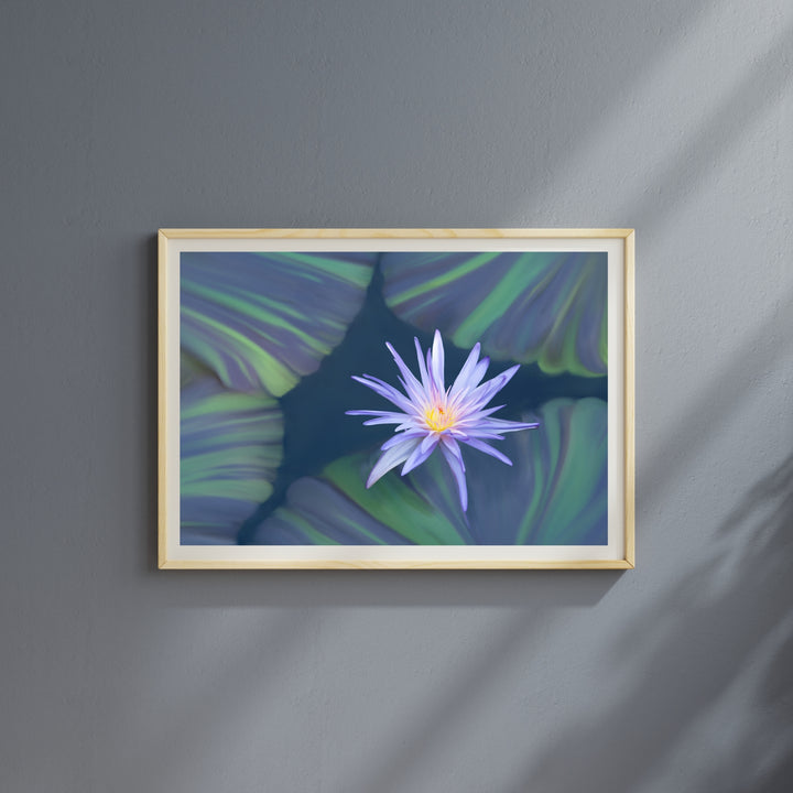 Lavender Water Lily