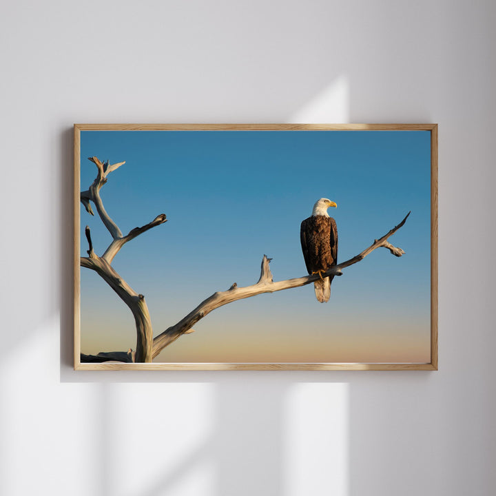 Vigilant Eagle