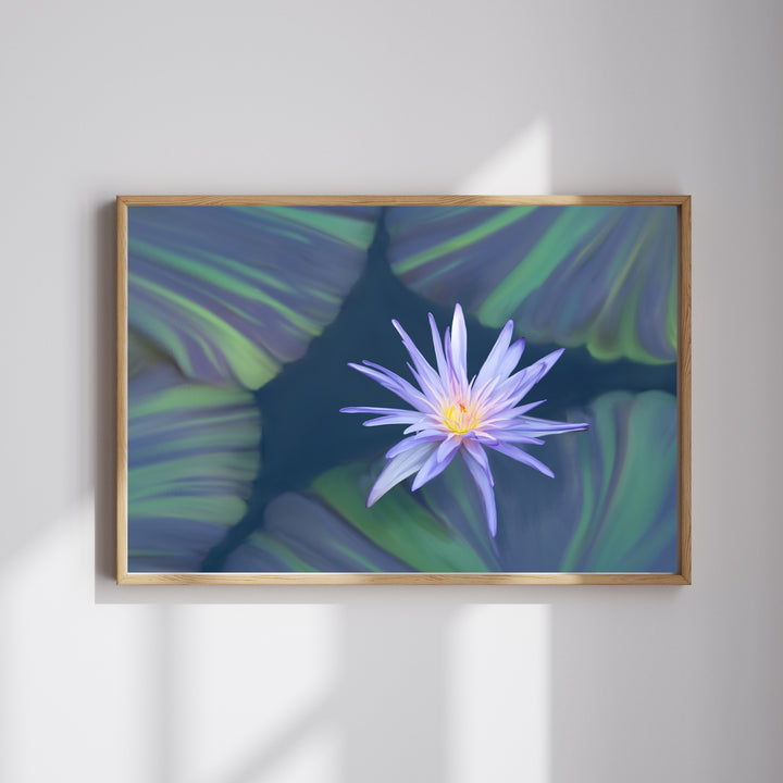Lavender Water Lily