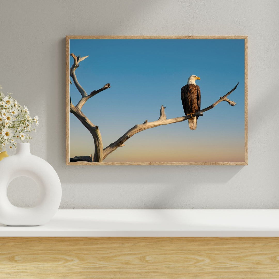 Vigilant Eagle