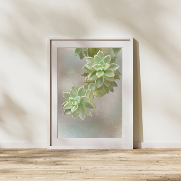 Flourishing Echeveria #2