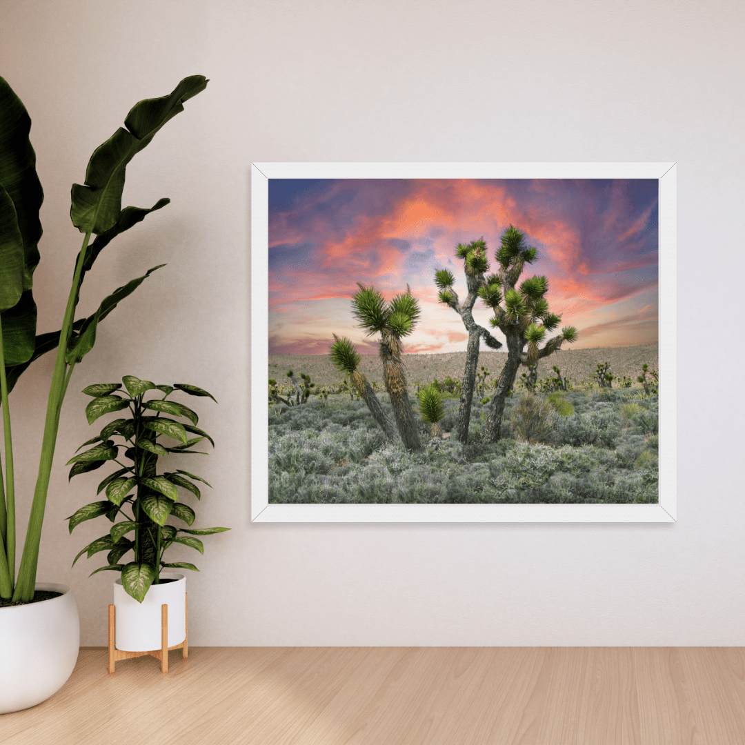 Joshua Trees at Sunset
