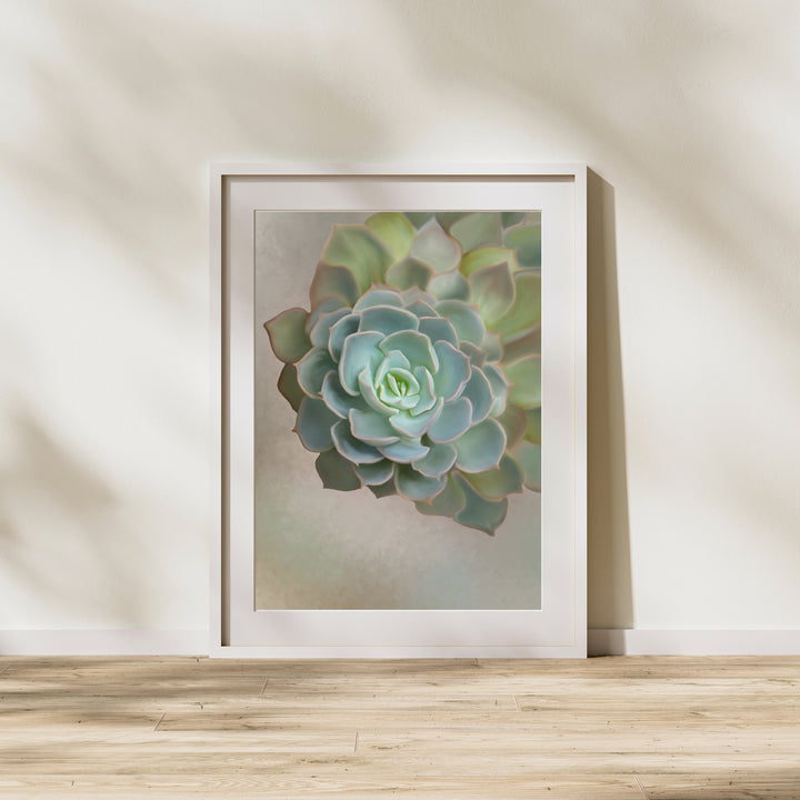 Flourishing Echeveria #3