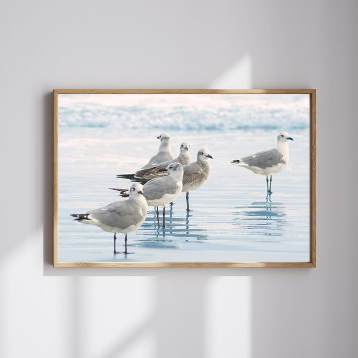 Shorebird Sentinal