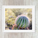 Green Cactus Botanical Cacti Art Print - Catch A Star Fine Art