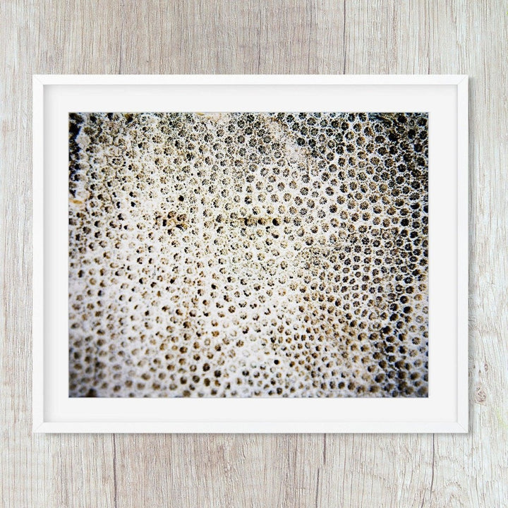 Abstract Coral Close-up Minimalist Print - Catch A Star Fine Art