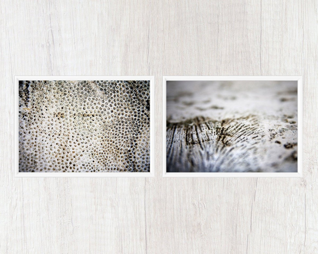 Sea Coral Collection - Catch A Star Fine Art