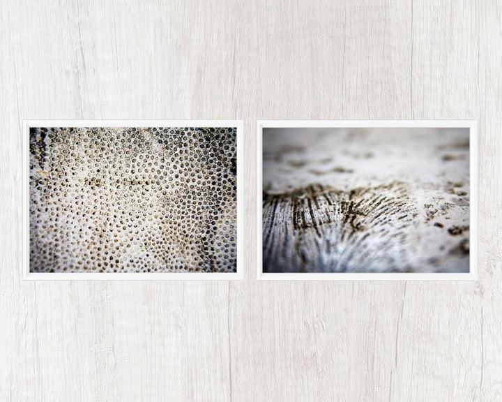 Sea Coral Collection - Catch A Star Fine Art